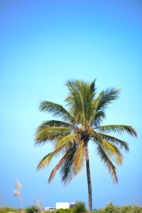 Palm Tree Against Blue Sky photo