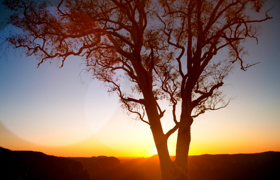 Silhouette Of Tree With Sunset Over Mountains