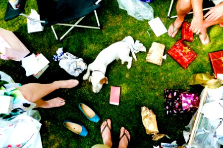 Dog Playing With Wrapping Paper In Garden