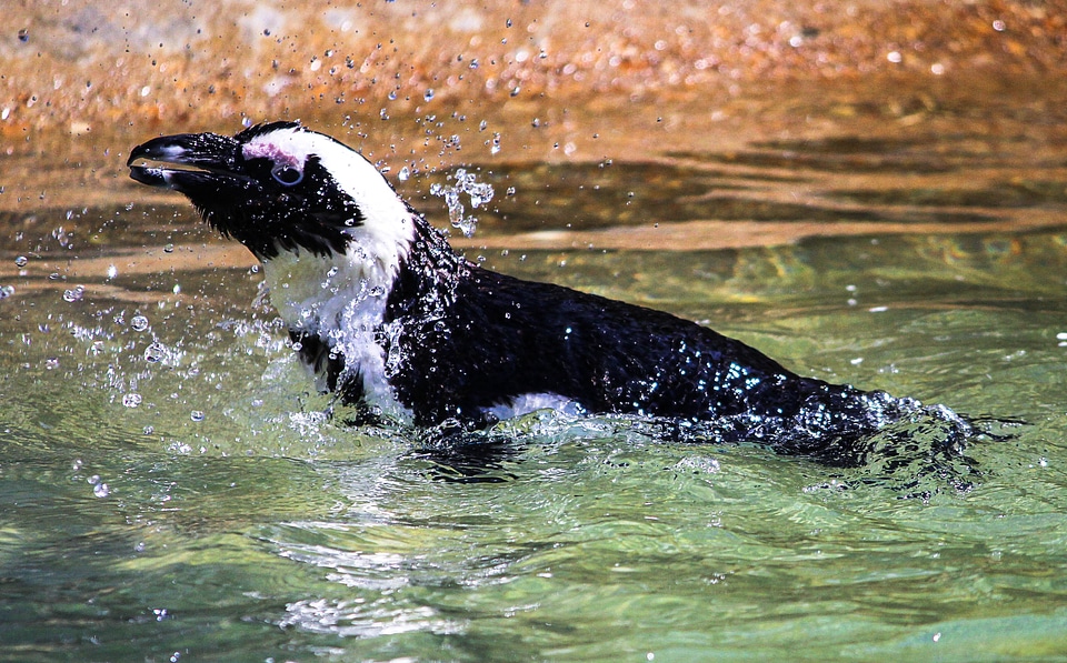 Spheniscus demerus water bird flightless
