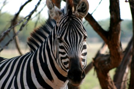 Zebra-face