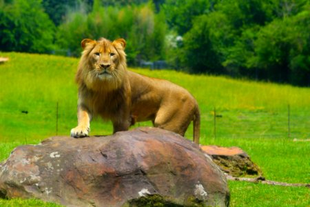 King-of-the-jungle