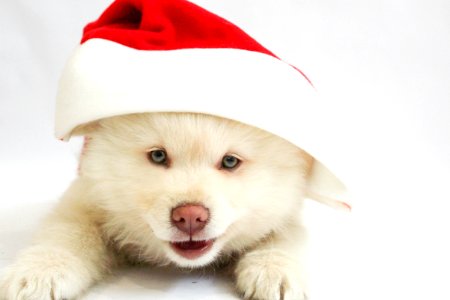 Christmas Puppy Dog photo