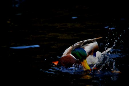 Duck Male Splashing