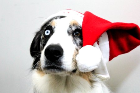 Christmas Puppy photo