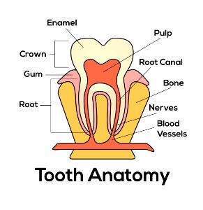 Tooth Anatomy photo
