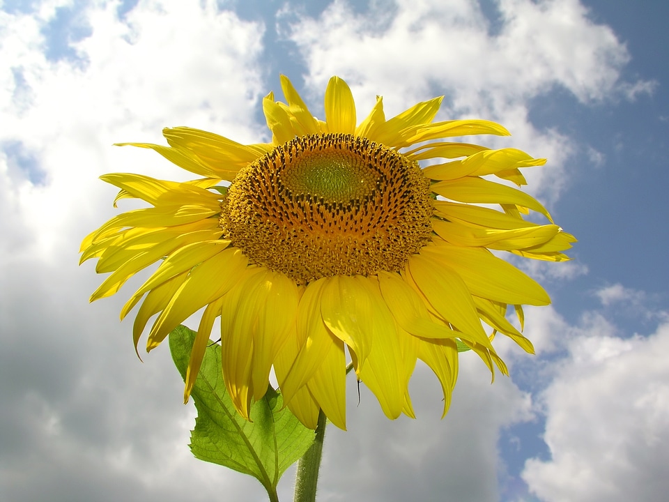 Sunflower yellow himmel