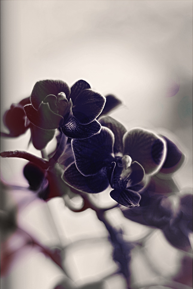 Bw mono flowers