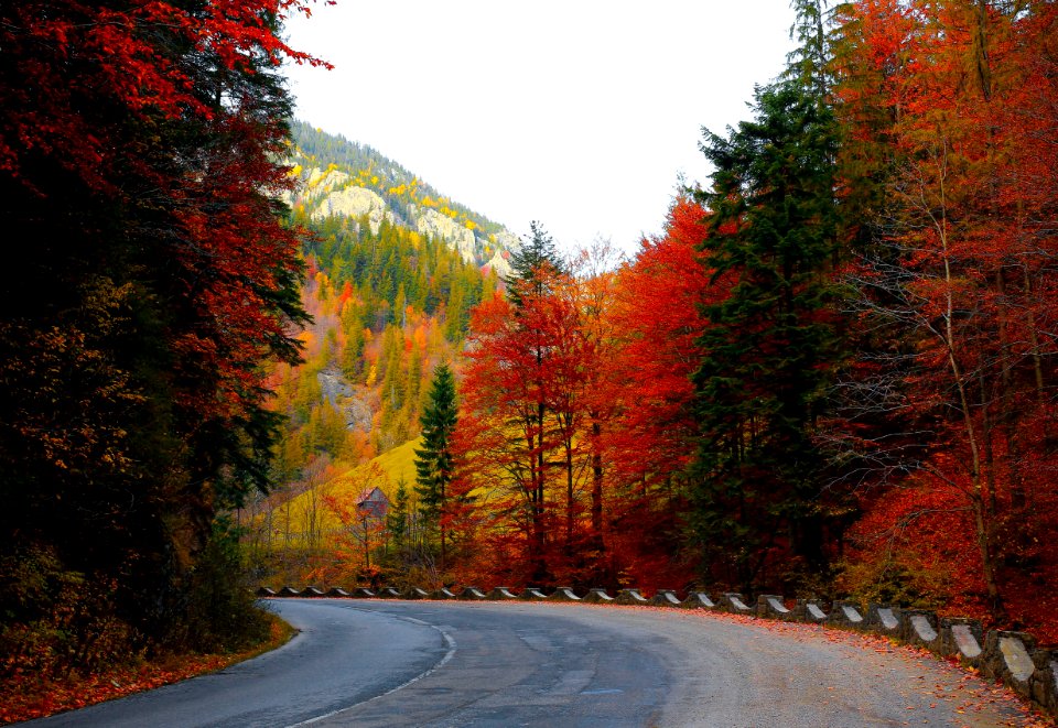 Forest Road Autumn