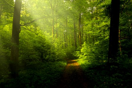 Light Forest Rays