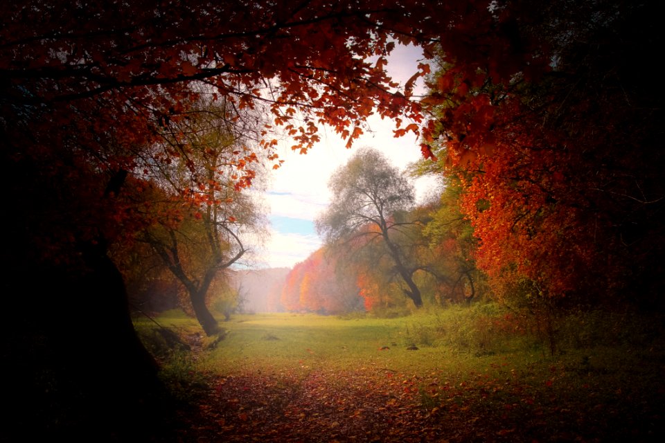 Nature Forest Light