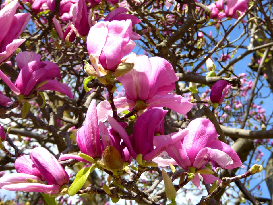 Cherry Blossom
