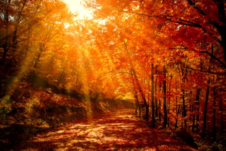 Forest Red Autumn