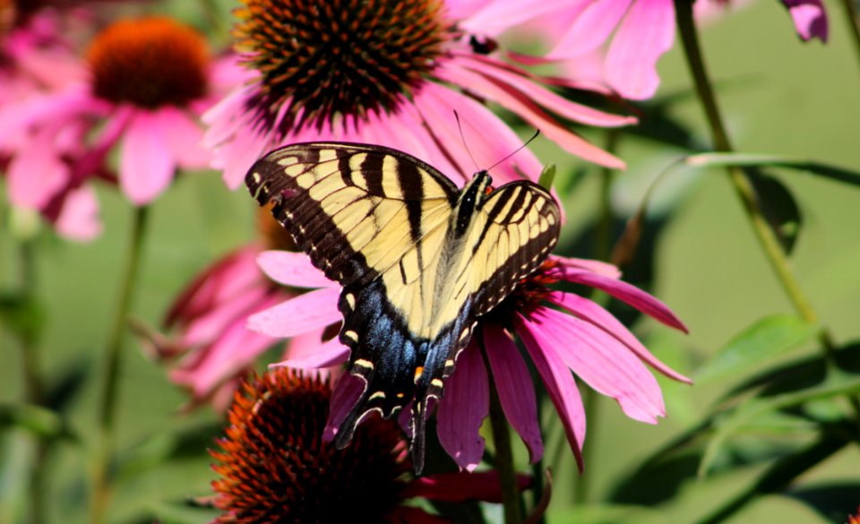 Eastern Tiger Swallowtail