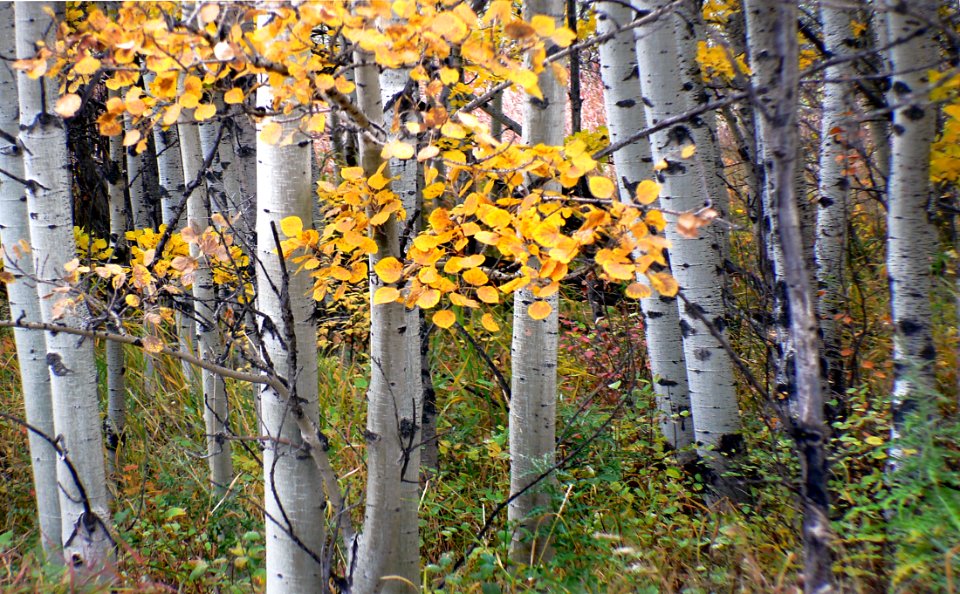 Autumn Calgary Alberta (5)