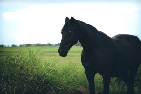 Black Horse In Field photo