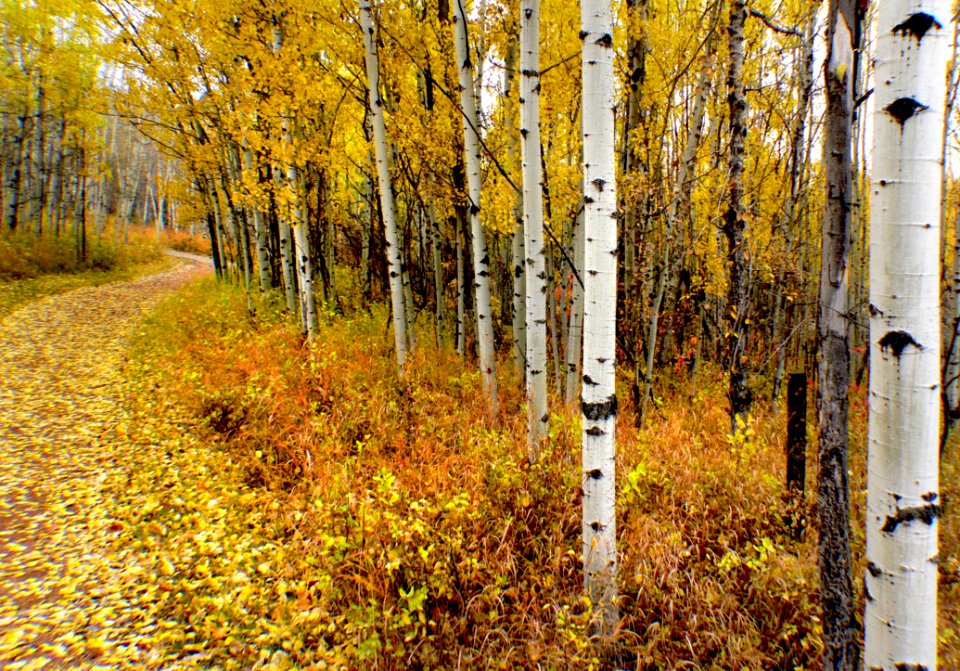 Autumn Calgary Alberta (4)