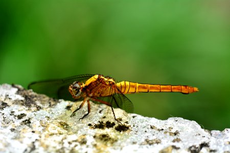 Dragon Fly Macro photo