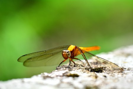 Dragon Fly photo