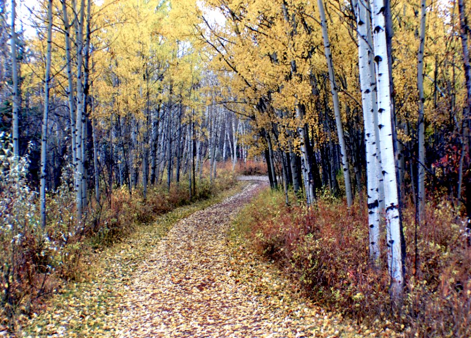 Autumn Calgary Alberta (2)
