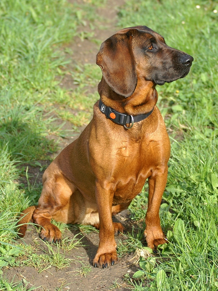 Dog animals bavarian gebrigsschweisshund