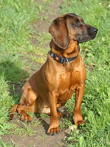 Dog animals bavarian gebrigsschweisshund