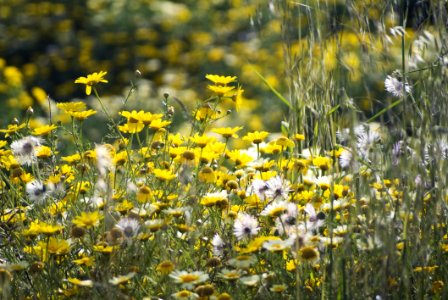 Wild Flowers