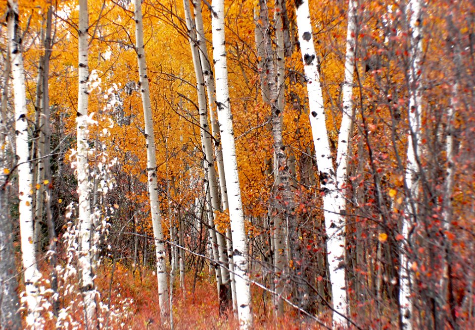Autumn Calgary Alberta (1)