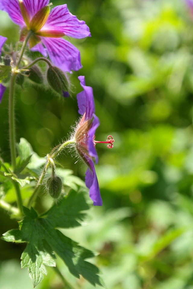 Stamp plant flower