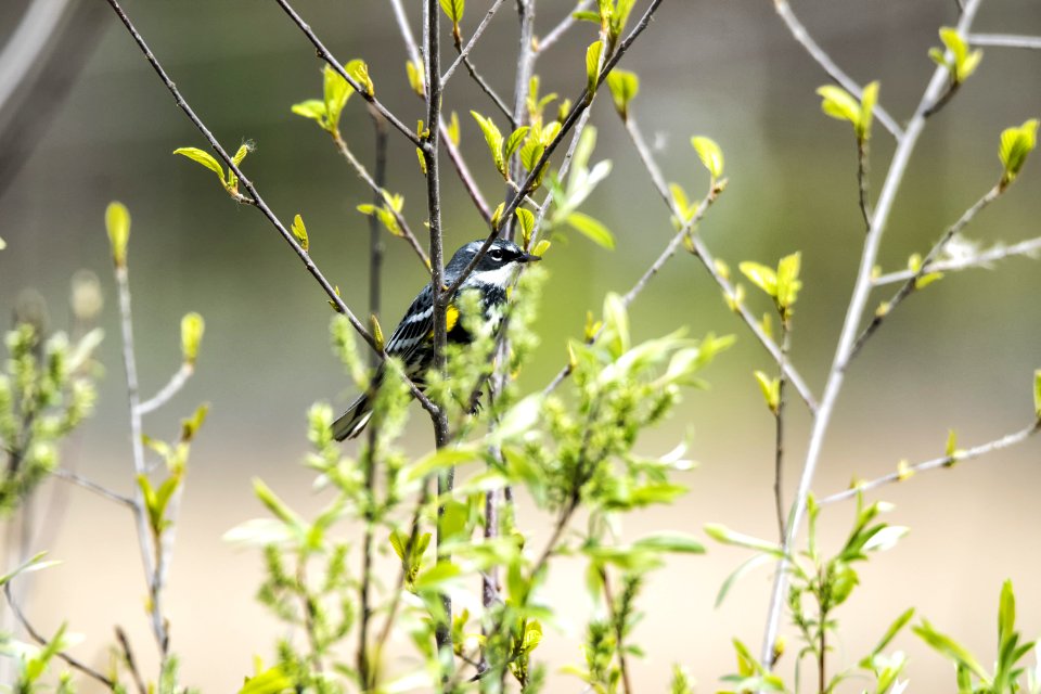 Oiseau (Paruline  Croupion Jaune) 103