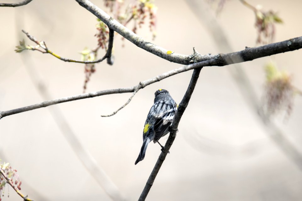 Oiseau (Paruline  Croupion Jaune) 050