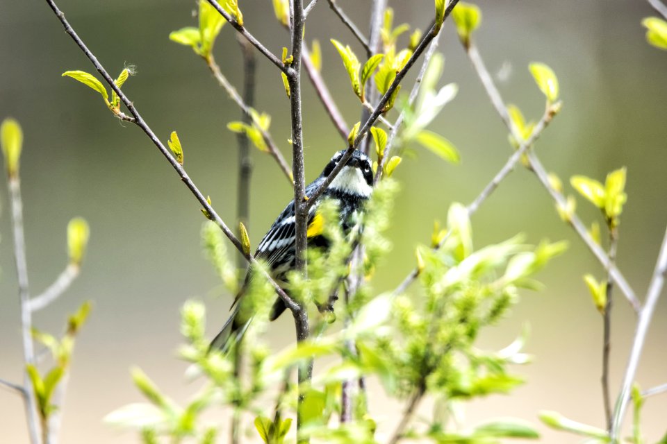 Oiseau (Paruline  Croupion Jaune) 105