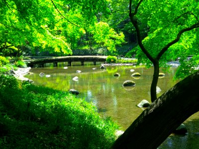 Tokyo Garden photo
