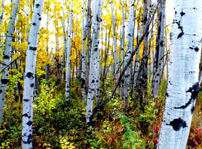 The Aspens Fish Creek Calgary