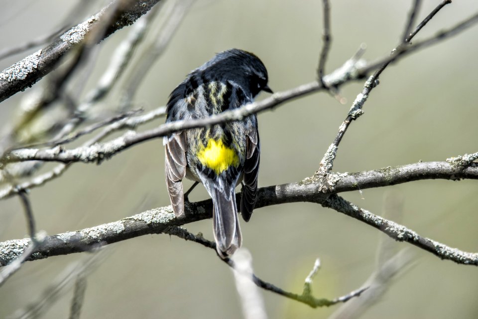 Oiseau (Paruline  Croupion Jaune) 099