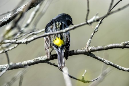 Oiseau (Paruline  Croupion Jaune) 099
