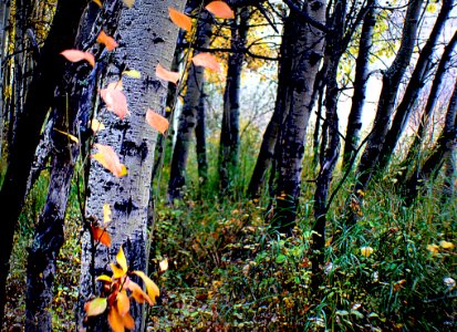The Aspens Fish Creek Calgary