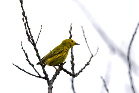 Oiseau (Paruline Jaune) 112