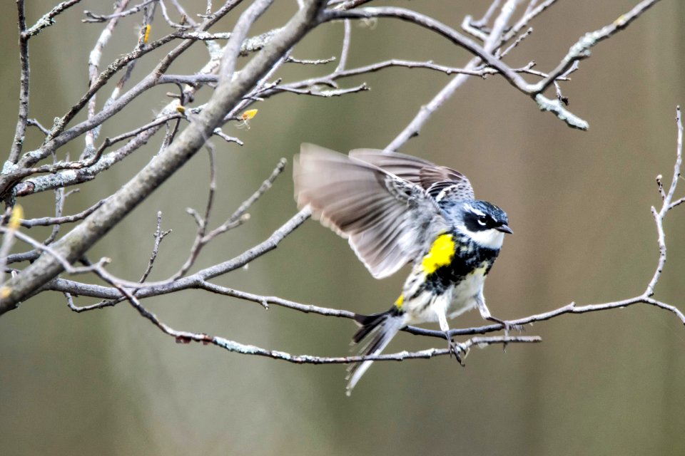 Oiseau (Paruline  Croupion Jaune) 092