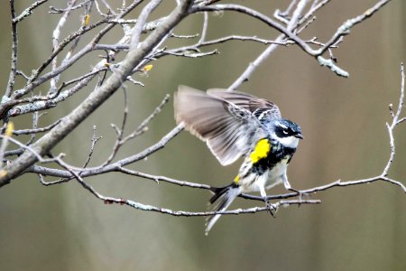 Oiseau (Paruline  Croupion Jaune) 092