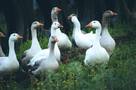 Geese In Field