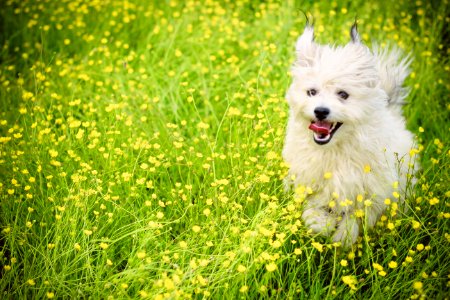 Dog In Field Of Flowers