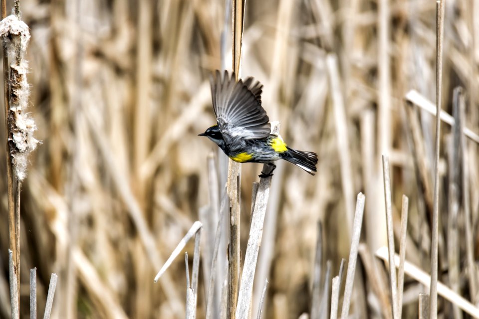 Oiseau (Paruline  Croupion Jaune) 102