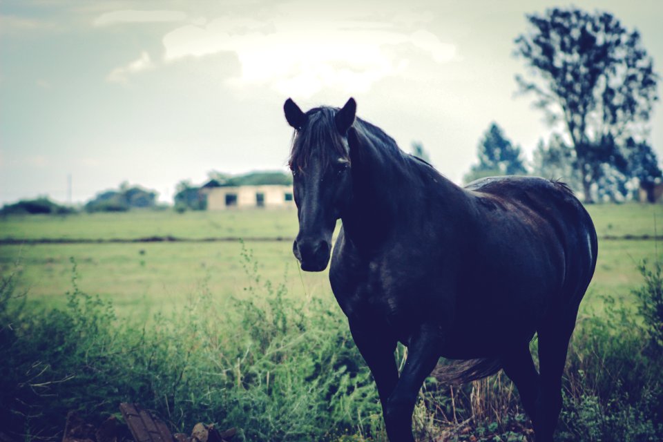 Black Horse In Countryside photo