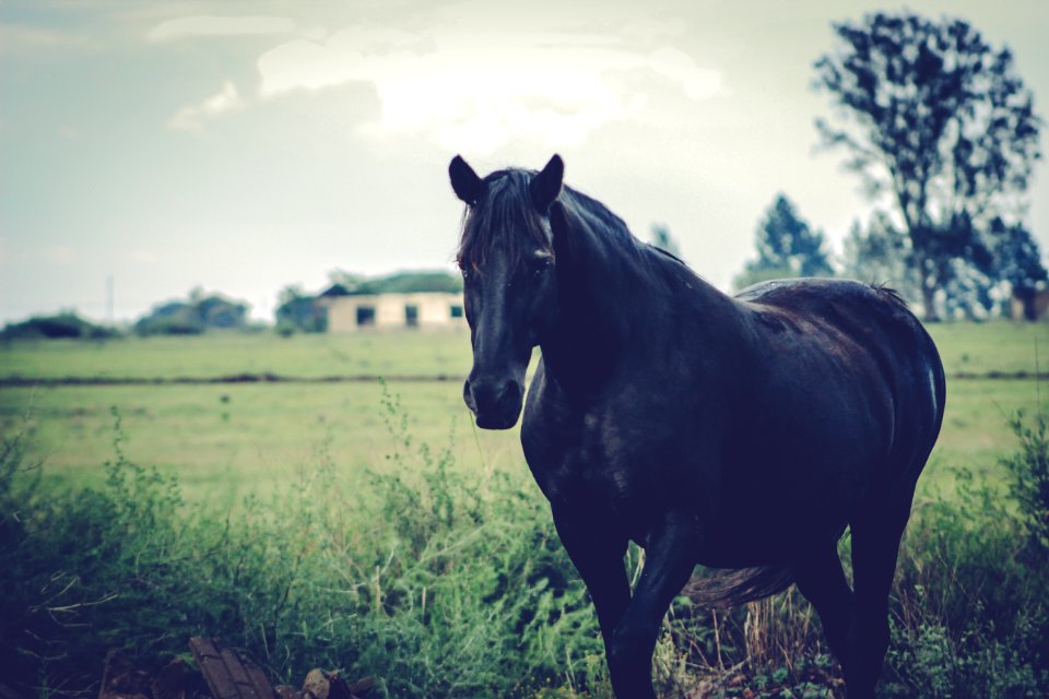 Black Horse In Countryside