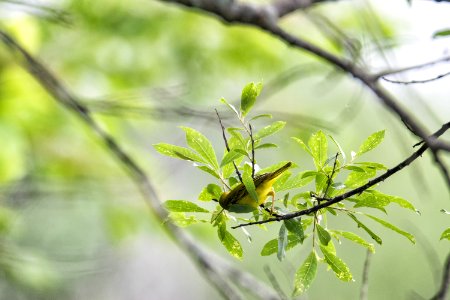 Oiseau (Paruline Jaune) 119