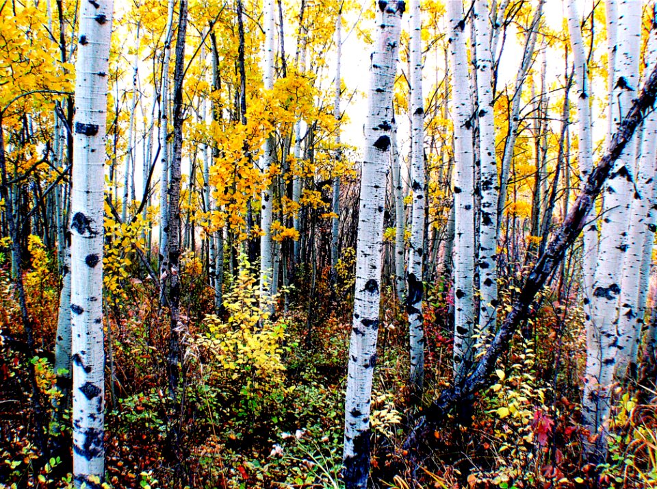 The Aspens Fish Creek Calgary