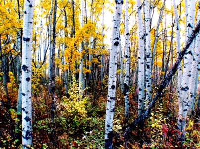 The Aspens Fish Creek Calgary