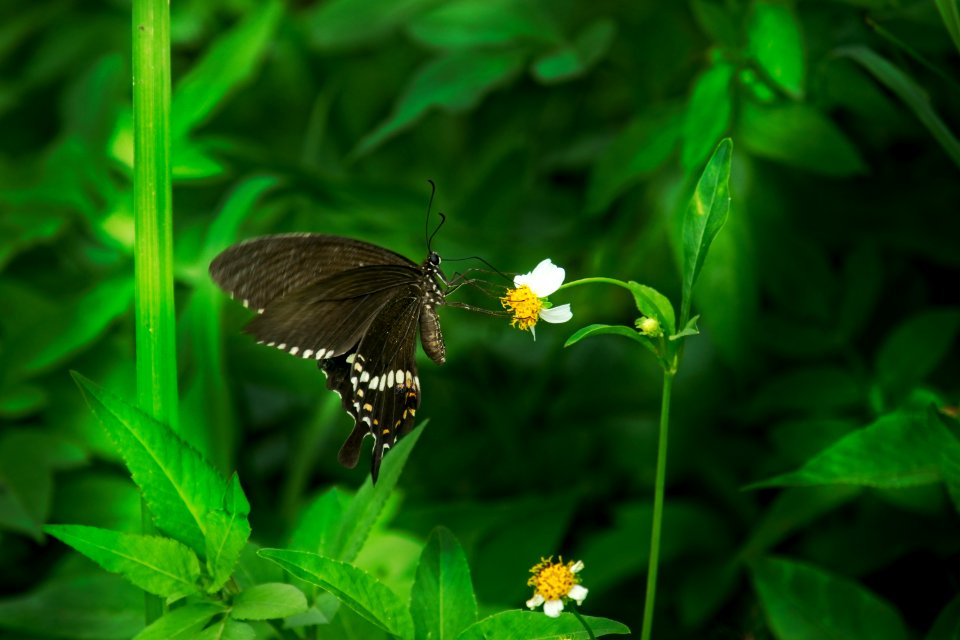Oriental Eastern Swallowtail
