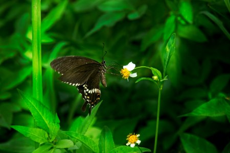Oriental Eastern Swallowtail